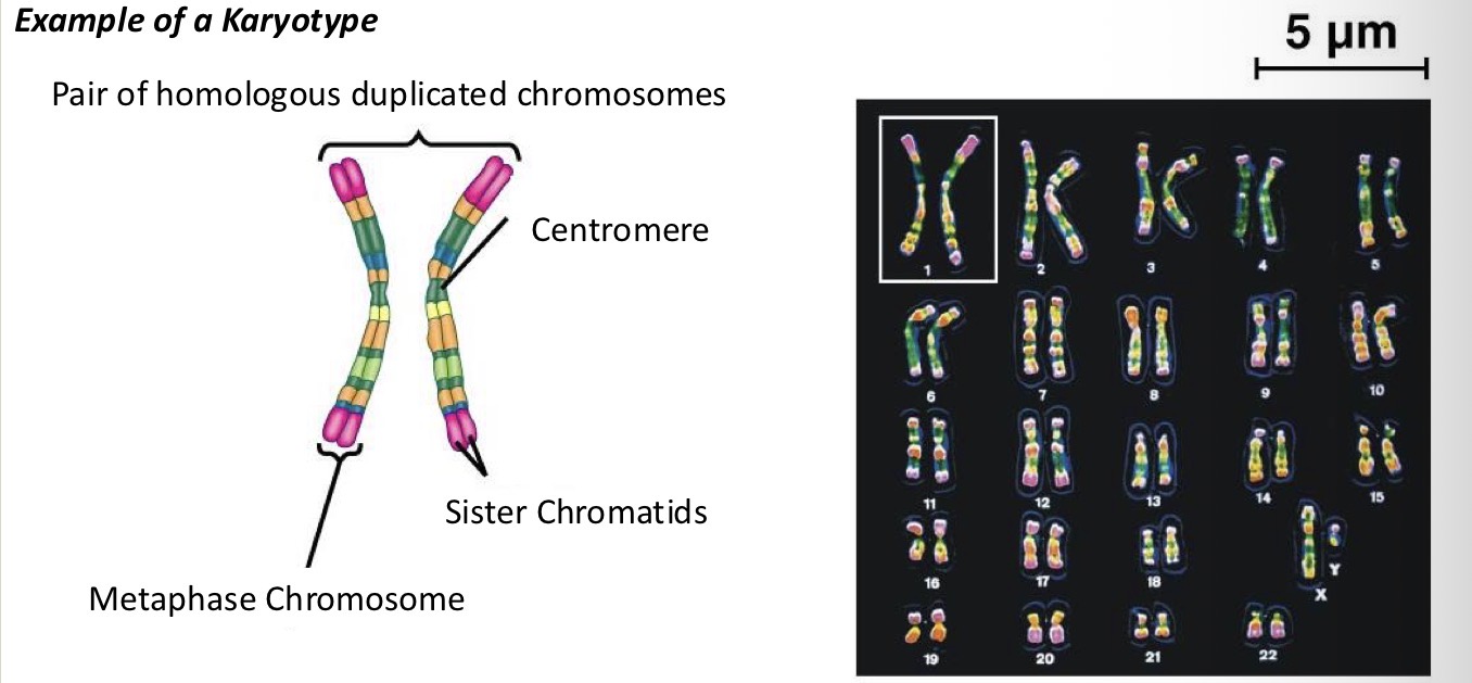 <p>an individual’s complete set of chromosomes, or a laboratory-produced image displaying these chromosomes arranged in pairs by size, shape, and number<span>. Used to detect genetic disorders.</span></p>