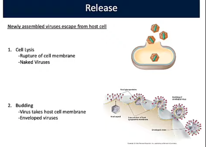 <p>Release (Viral Replication PT5)</p>