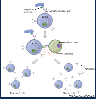 <p><span>•B cells do a chemical attack on pathogens using antibodies </span></p><p><span>•They are activated by specific antigen and co-stimulation of T Helper cells</span></p><p><span>•Undergo clonal selection to produce active plasma cells and memory cells.</span></p><p><span>•Plasma cells secrete antibodies or immunoglobulins (IgG, IgE, IgD, IgM, IgA).</span></p><p></p>