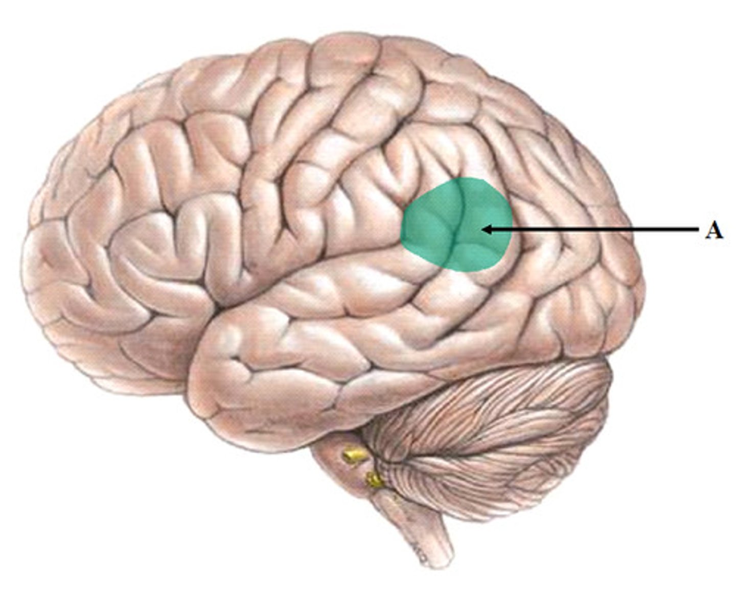 <p>Brain area for langauge comprehension</p>