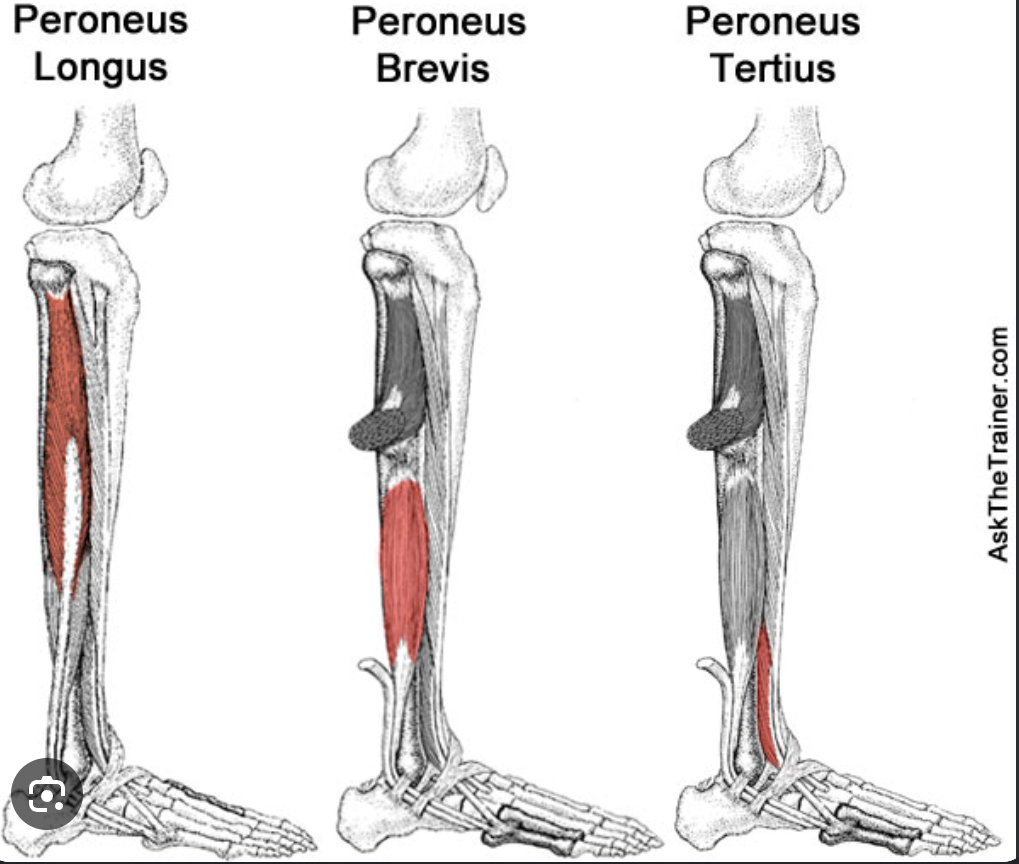 <p>Peroneus Brevis</p><p>Peroneus Longus</p><p>Peroneus Tertius</p><p>Extensor Digitorum Longus</p><p></p>