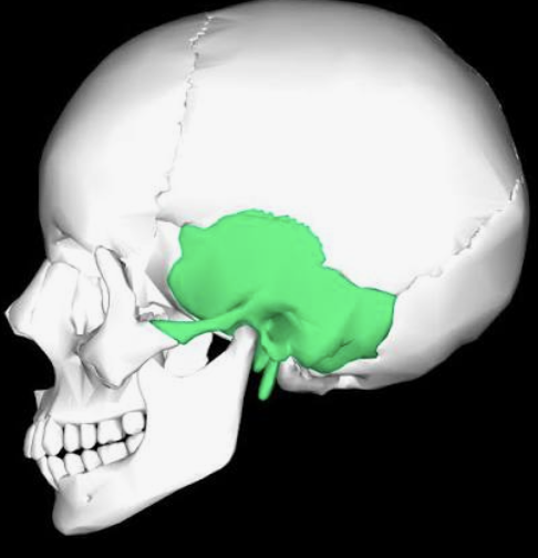 <p>Which bone is this?</p>