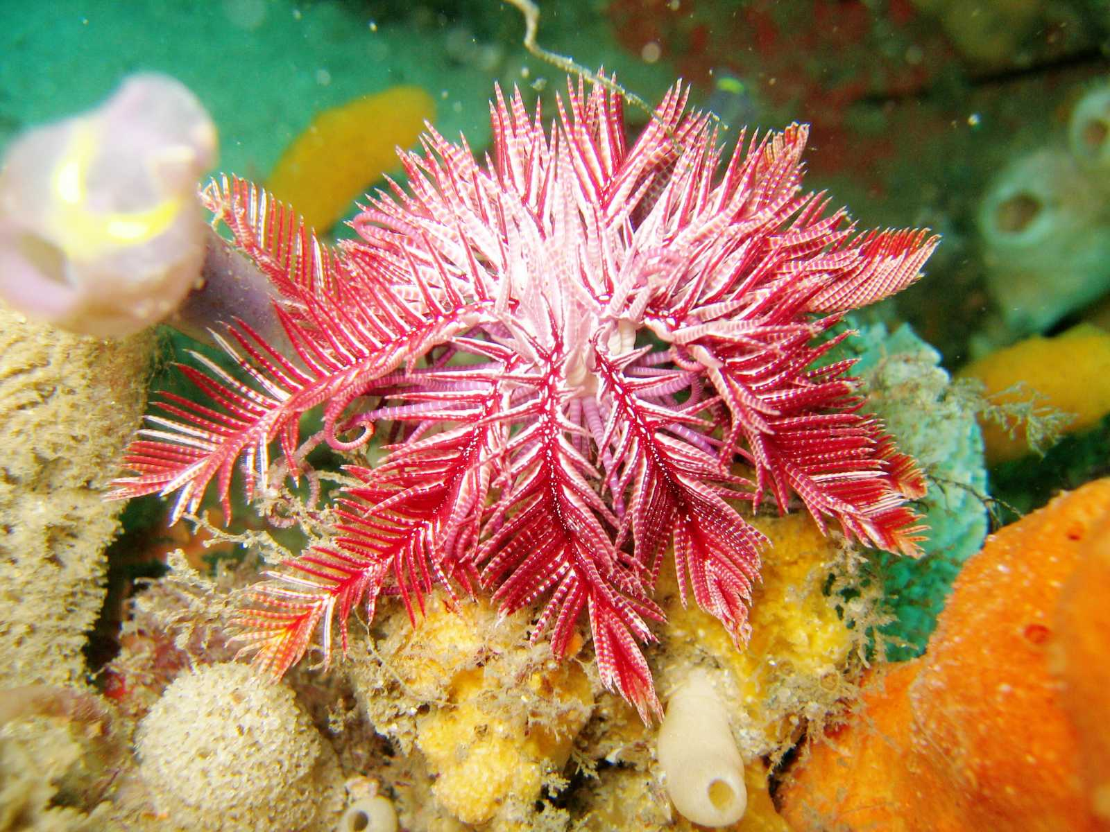 <p>What class of Echinoderm is this?</p>