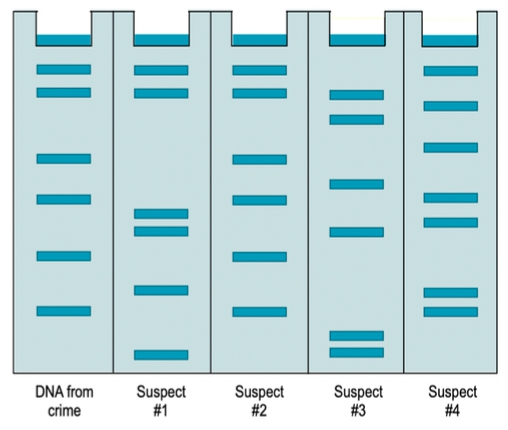 <p>Identifying suspects using gel electrophoresis and Short Tandem Repeat (STR) data sheets involves matching the unique DNA profiles of suspects against evidence collected at a crime scene. In gel electrophoresis, <strong><mark data-color="rgba(0, 0, 0, 0)" style="background-color: rgba(0, 0, 0, 0); color: inherit;">suspects are identified by matching band patterns, while STR data sheets involve comparing numerical repeat counts across multiple loci to find an exact match.</mark></strong></p>
