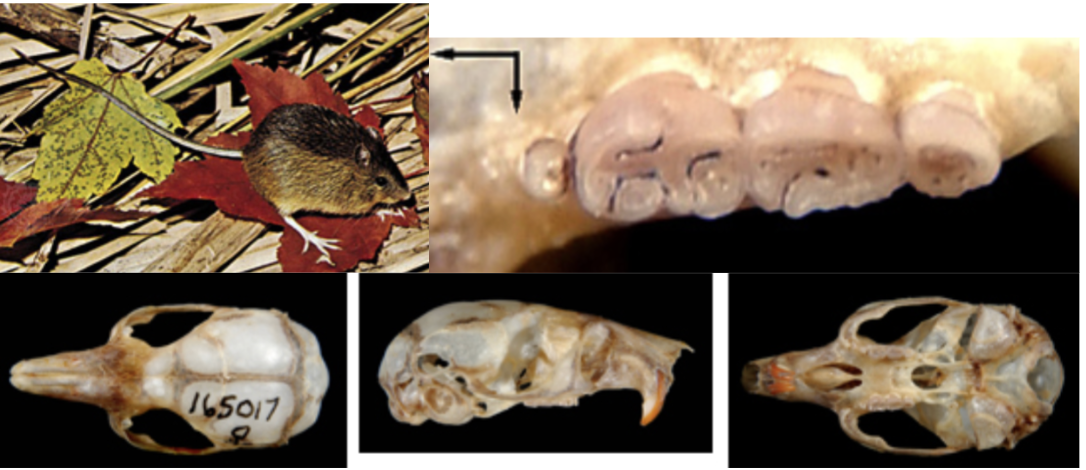 <p>What suborder, family, genus, and species</p>