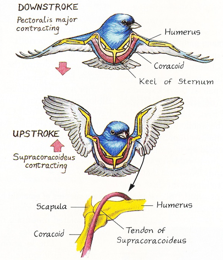 <ul><li><p>bones: </p><ul><li><p><u>furcula</u>: acts as strut connecting shoulders</p></li><li><p><u>coracoid</u>: connects sternum to shoulder</p></li><li><p><u>humerus</u>: upper bone in wing; connects to coracoid and scapula</p></li><li><p><u>sternum</u>: where breast muscles attach</p></li></ul></li><li><p>muscles:</p><ul><li><p>attached to sternum and humerus by tendons</p><ul><li><p><u>pectoralis (major)</u>: contracts to pull wing</p></li><li><p><u>supracoracoides</u>: contracts to lift wings</p></li></ul></li></ul></li></ul><p></p>