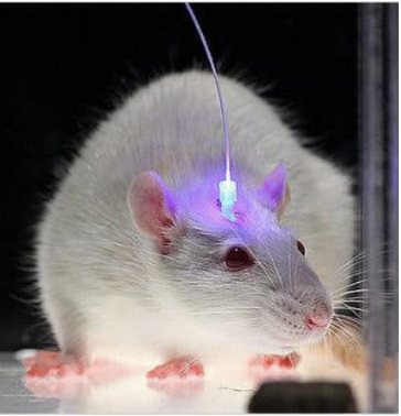 <p>technique that uses light tot control the activity of genetically defined neurons (genetics + optics + neuroscience)</p><ul><li><p>Can control neural activity with teh switch of a light</p></li></ul><p></p>