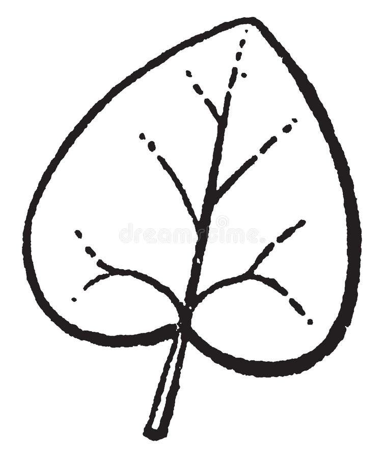<p>somewhat or nearly heart-shaped</p>