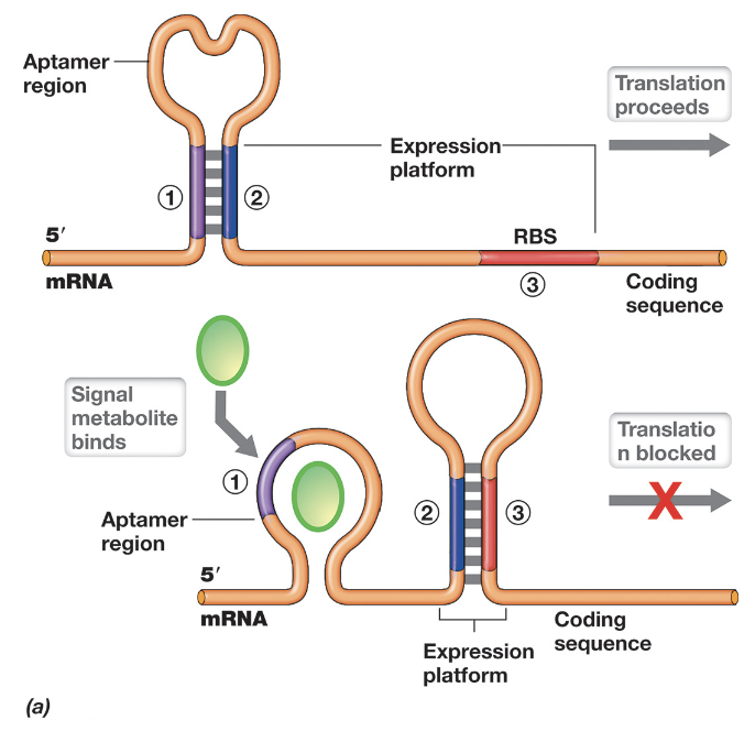 <ul><li><p>Riboswitches are regulatory elements located within the 5’ UTR of mRNA that control translation through structural changes in response to metabolite binding</p></li><li><p>They contain an aptamer region that can form alternative secondary structures (stem-loops) depending on whether a specific metabolite is present</p></li><li><p>In the absence of the metabolite (e.g. low serine), the mRNA folds in a way that exposes the RBS, allowing translation of enzymes involved in metabolite synthesis</p></li><li><p>When the metabolite is abundant, it binds to the aptamer region, inducing a conformational change that sequesters the RBS within a stem-loop structure, blocking ribosome access and inhibiting translation</p></li></ul><p></p>
