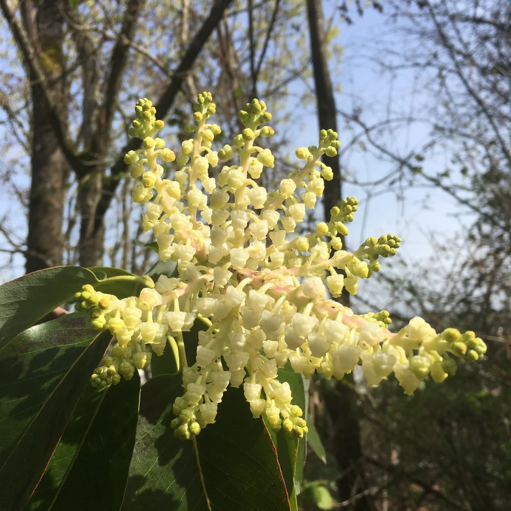 <p>Distinctive smooth, peeling bark. Dark shiny green leaves above and whiteish underneath. White urn shaped flowers. </p>
