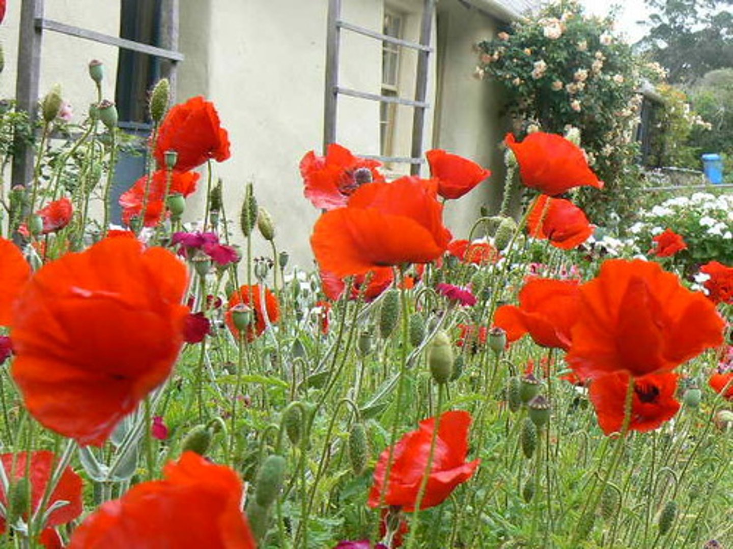 <p>un coquelicot, un pavot</p>