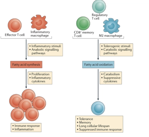 <ul><li><p><span>Fatty acid synthesis seems to positively regulate the generation and function of pro-inflammatory immune cells of both the innate and adaptive immune systems</span></p></li><li><p><span>LPS and cytokines trigger an increase in fatty acid synthesis in macrophage</span></p></li><li><p><span>Fatty acid synthesis was found to be upregulated during Toll-like receptor (TLR)-mediated DC activation, and this increased fatty acid synthesis was necessary for DC activation and their stimulation of CD8+ T cell responses</span></p></li><li><p><span>Fatty acid synthesis is also key to the cell intrinsic function of T cells and B cells; synthesis of fatty acids and sterols has been shown to be necessary for cell proliferation after the activation of these cells through their antigen receptors</span></p></li></ul><p>FAS is active in effector T cell and activated innate immune cell supports inflammatory stimuli leads to proliferation of cytokines</p>