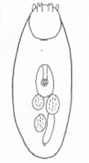 <p>What trematode body shape is this?</p>