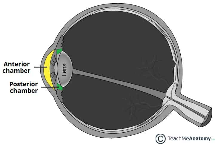 <p>Space posterior to lens filled with vitreous humour</p>