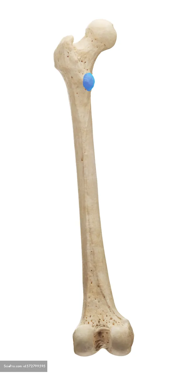 <p>Name this structure </p>