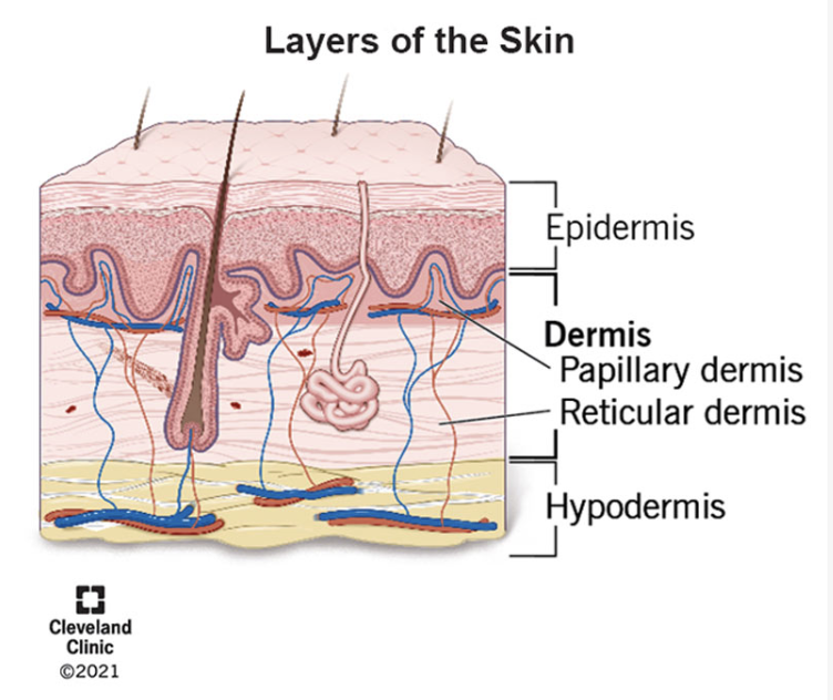 <p>Collagen and elastic</p>