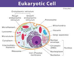 <p>Eukaryotic cells</p>