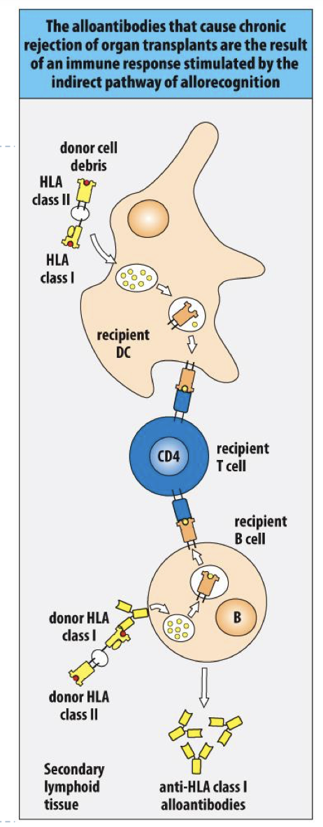 <p>the indirect pathway of allorecognition</p>