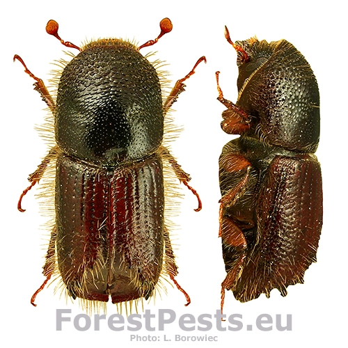 <p>rad:</p><p>druh:</p>