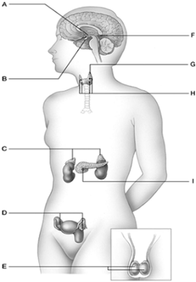 <p>production site of hormone that targets the kidneys to stimulate water reabsorption and retention</p>