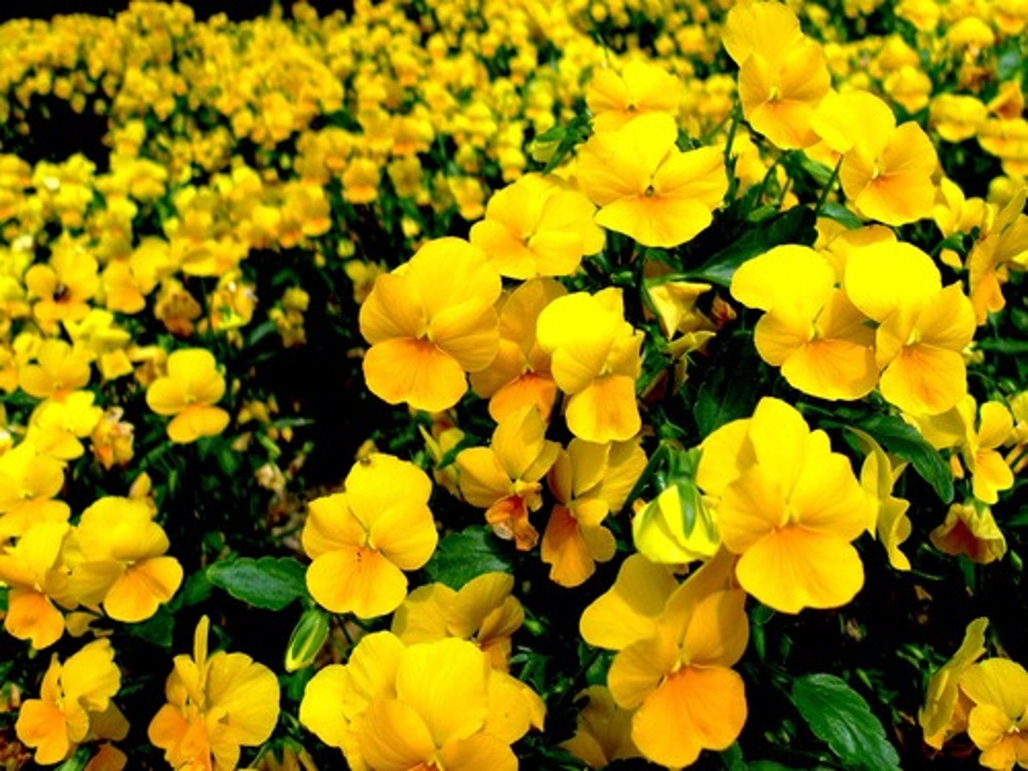 <p>huáng sè yellow màu vàng</p>