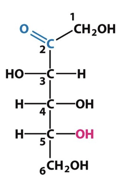 <p>Identify the following structures: (fructose/glucose), (pentose/hexose)</p>