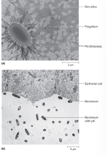 <p>Pilli</p>