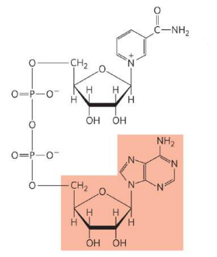 <p>What is this molecule?</p>