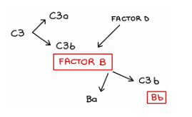 <p>Recordemos que se caracteriza porque no necesita anticuerpos para activarse, a diferencia de la ruta clásica</p><p>—</p><p><strong><u>Activación espontánea de C3</u></strong></p><ul><li><p>Aquí la C3 se puede activar espontáneamente</p></li></ul><p>→ ocurre de forma continua y a bajo nivel en el organismo.</p><p>Cuando hay superficies bacterianas, este proceso espontáneo:</p><ul><li><p>Se estabiliza</p></li><li><p>Se vuelve efectivo</p></li><li><p>Permite que la vía avance</p></li></ul><p>→ C3 se rompe en:</p><ul><li><p><strong>C3a</strong>, que se libera al entorno</p></li><li><p><strong>C3b</strong>, que se adhiere a la superficie del patógeno</p></li></ul><p><strong><u>Unión de C3b a la proteína B</u></strong></p><ul><li><p>Una vez C3b está unido al patógeno:</p><ul><li><p>se une a la <strong>proteína B</strong></p></li><li><p>esta combinación sufre una <strong>autocleavage</strong> (autoproteólisis)</p></li></ul></li><li><p>Ese proceso genera la <strong>C3 convertasa específica de la ruta alternativa</strong></p></li></ul><p><strong><u>Amplificación</u></strong></p><ul><li><p>Esta C3 convertasa corta grandes cantidades de C3, produciendo más C3b.</p></li><li><p>Así se amplifica la respuesta inmunitaria.</p></li></ul><p><strong><u>Convergencia</u></strong></p><ul><li><p>La ruta alternativa llega al mismo punto central que las otras vías:</p></li><li><p>la generación masiva de C3b sobre la superficie del patógeno.</p></li></ul><p>Característica principal</p><ul><li><p>Lo más destacable es que no necesita anticuerpos, por lo que es una respuesta:</p><ul><li><p>innata</p></li><li><p>inespecífica</p></li><li><p>capaz de actuar contra cualquier microorganismo invasor directamente</p></li></ul></li></ul><p></p>