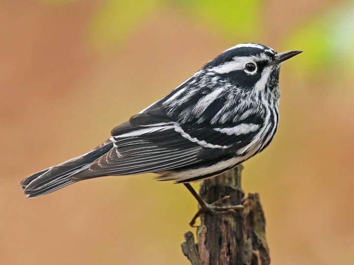 <p>black-and-white warbler</p>