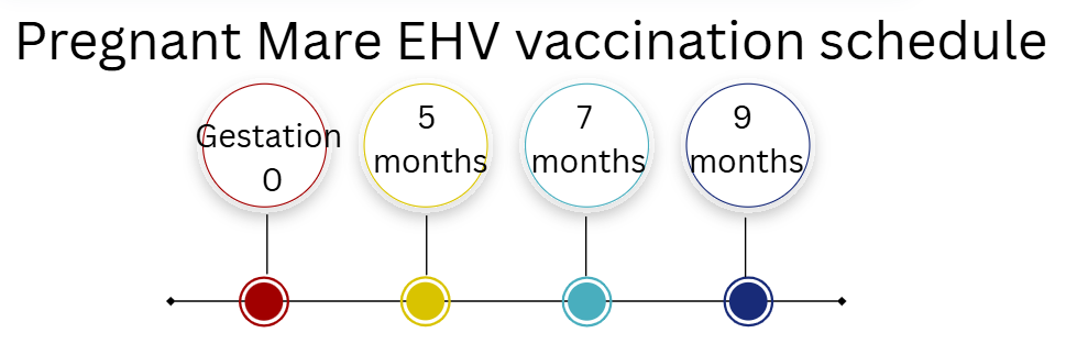 <p>Inactivated vaccine at 5, 7, and 9 months of gestation.</p>