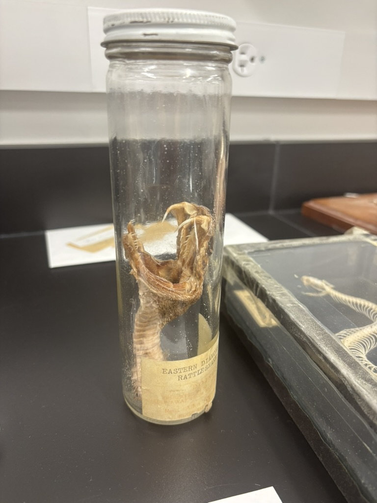 <p>What is this (phylum, subphylum, superclass, class, order, common name)?</p>