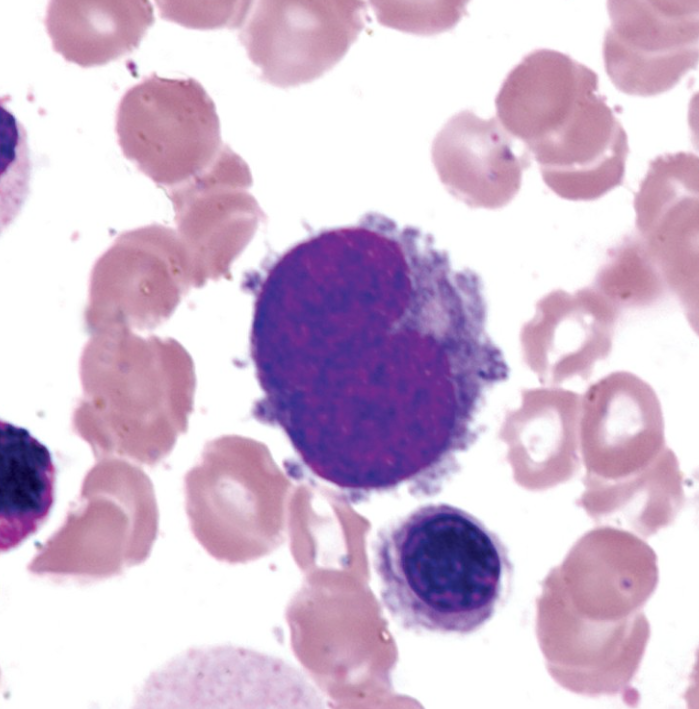 <p>What cell is this?</p>