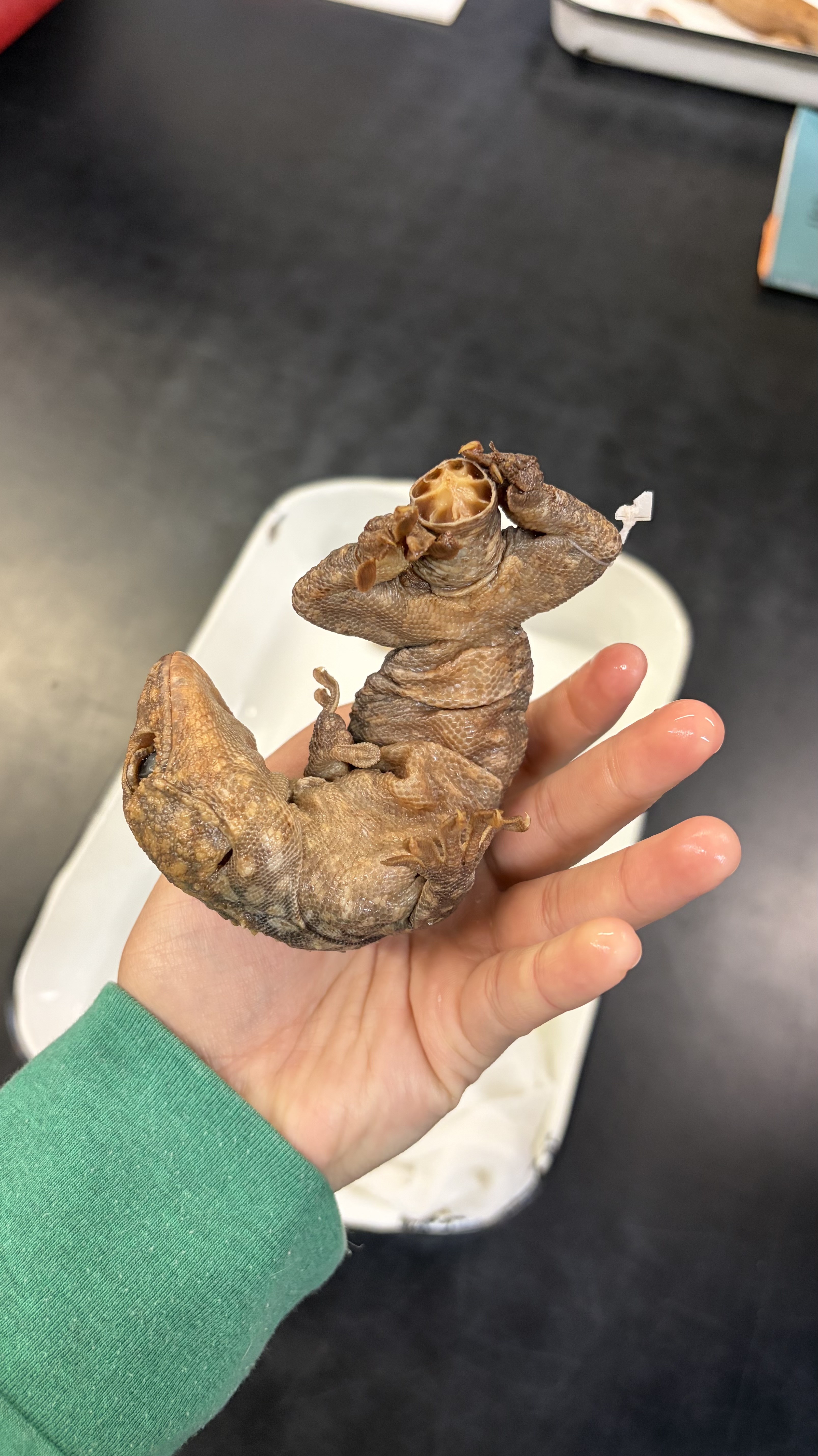 <ul><li><p>Order Squamata</p><ul><li><p>Clade Gekkota</p><ul><li><p>Gekkonidae</p><ul><li><p><em>Gekko gecko</em></p></li></ul></li></ul></li></ul></li></ul><p></p>