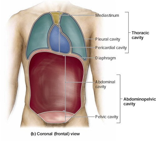 <p>ABDOMINOPELVIC SUBDIVISIONS</p>