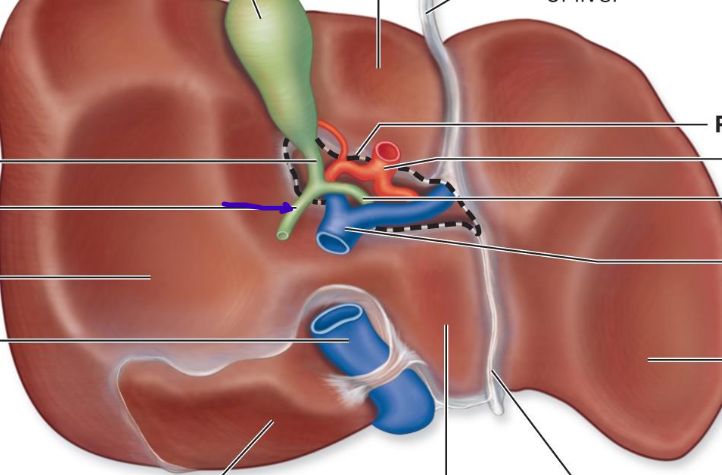<p>empties into duodenum</p>
