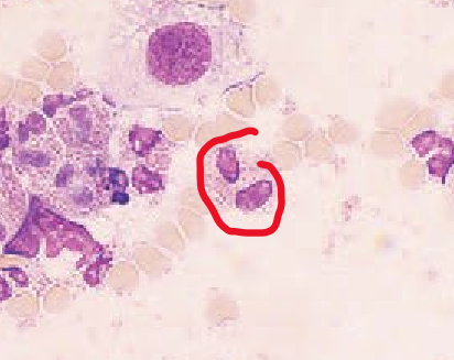 <ul><li><p>A type of WBC</p></li><li><p>Present in less than 10% </p></li><li><p>Usually found in parasitic infections but also neoplastic disorders </p></li></ul><p></p>