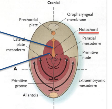 <p>det är en cellförtätning som uppstår i medialt i vertikal riktning (axialt) i emryot. Den är viktig för utvecklingen av nervsystemet. </p>