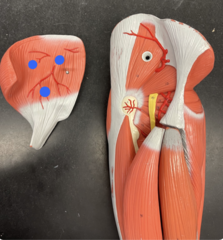 <p>middle piece on the big leg </p><p>little leg- inside of maximus</p>