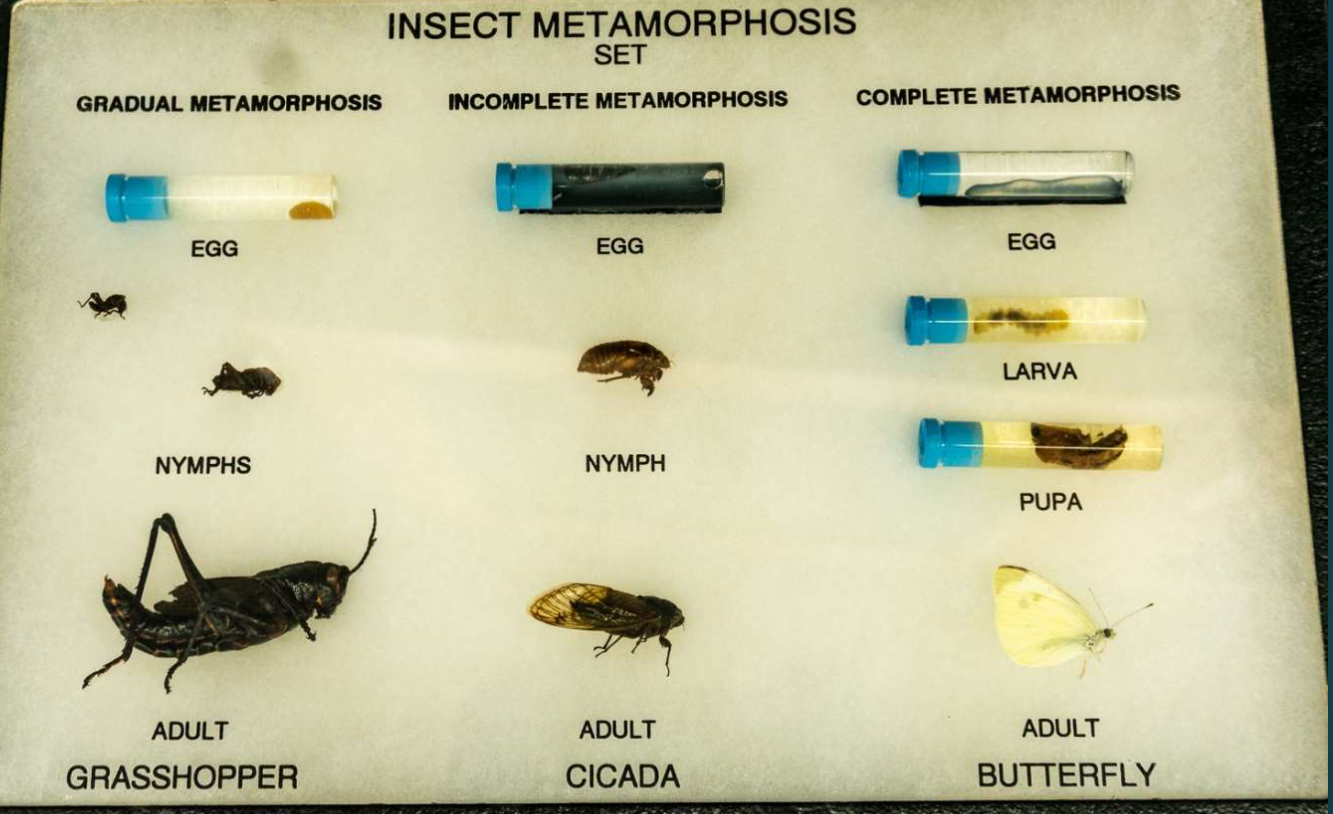 <p>Identify the Subphylum and name</p>