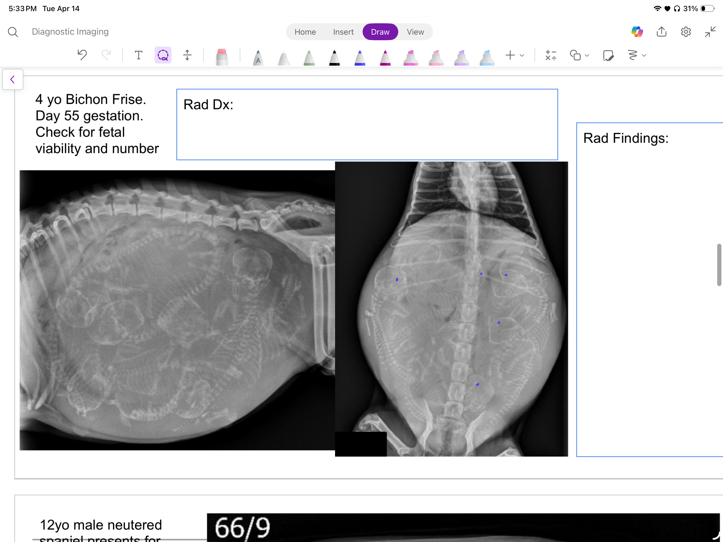 <p>4 yo bichon frise, day 55 gestation. check for fetal viability &amp; number</p><p>rad dx &amp; findings?</p>