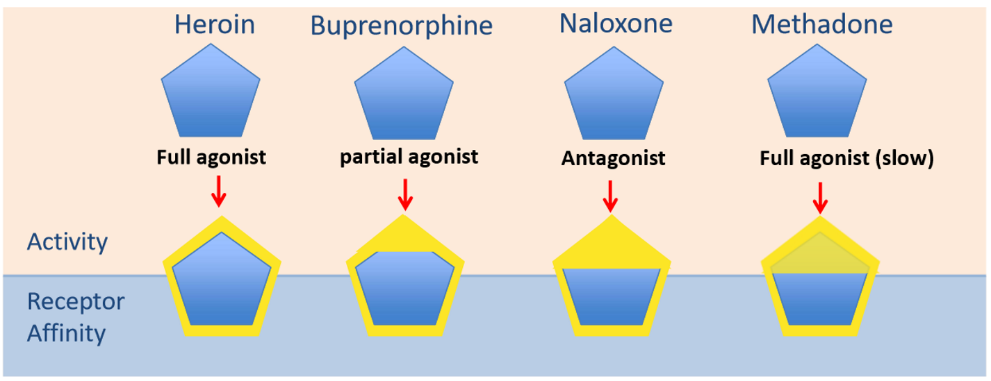 <ul><li><p>Full opioid antagonist</p></li><li><p><span>Used commonly as an emergency medicine → blocks action of the </span><span style="font-family: "Times New Roman";">µ</span><span> receptor completely</span></p><ul><li><p><span>Suppresses the NS</span></p></li><li><p><span>Can't be as a long-term treatment b/c it is a full antagonist--> immediate withdrawal symptoms</span></p></li></ul></li></ul><p></p>