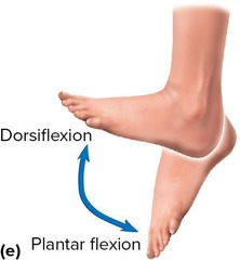 <p>plantar = extension; toes down</p><p>dorsi = flexion; toes up</p>