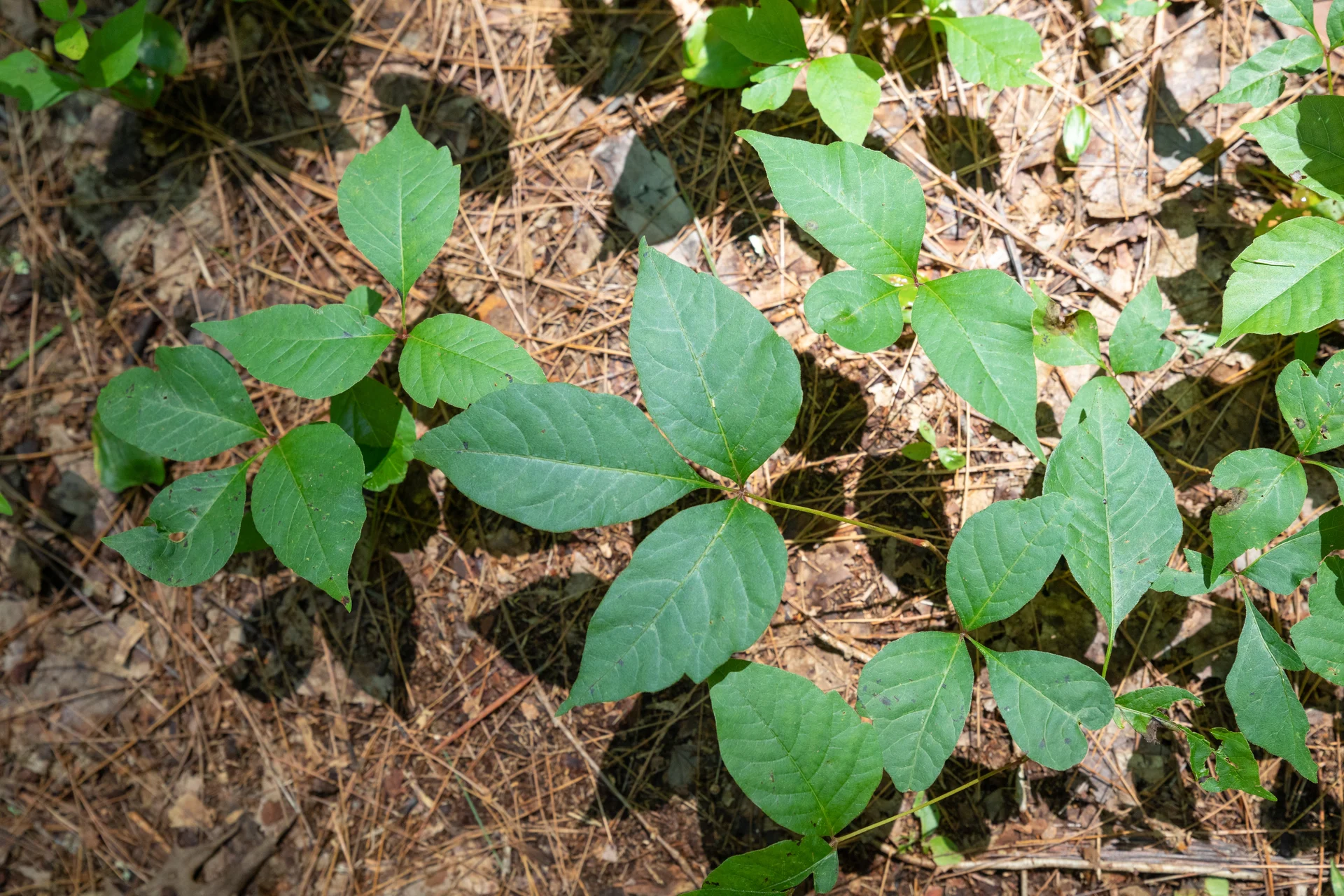 <p>alternate, compound leaves w/ 3 leaflets</p><p>middle leaflet has longer stem</p><p>can be vines or shrubs</p><p>uneven</p><p>urushiol compound causes reaction</p><p>confused w/ poison oak/sumac</p>