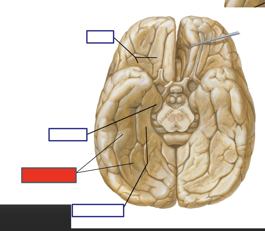 <p>Structure of the Red label?</p>