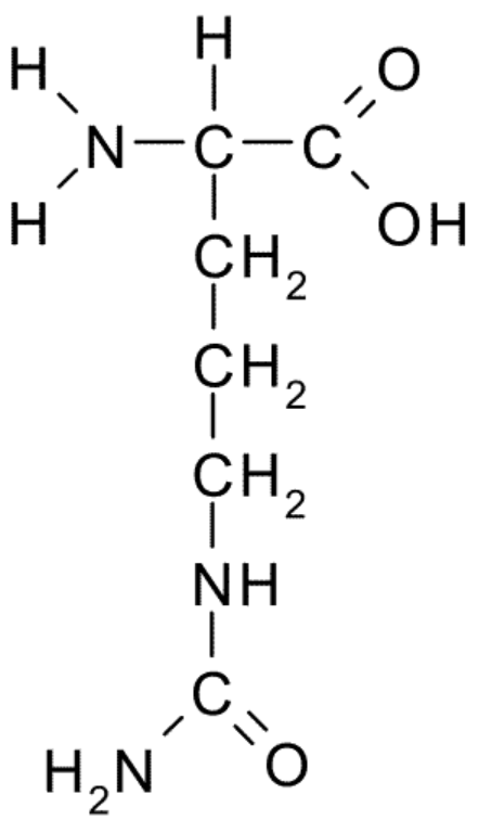 <ul><li><p>C₆H₁₃N₃O₃</p></li><li><p>Intermediate of the urea cycle</p></li><li><p>Formed from ornithine and carbamoyl phosphate</p></li><li><p>Transported from mitochondria to cytosol</p></li><li><p>Combines with aspartate in the next step</p></li></ul><p></p>