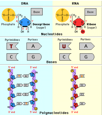 <p>copy of <strong>gene required </strong>to synthesize specific <strong>protein </strong>is made<strong> in nucleus</strong> → <strong>mRNA</strong> (messenger RNA)</p><p><strong>one </strong>strand of the <strong>DNA </strong>is <strong>copied </strong>into <strong>RNA </strong>→ similar to DNA synthesis except:</p><ul><li><p>much <strong>shorter </strong>strand</p></li><li><p><strong>single</strong>-stranded</p></li><li><p>no thymine → <strong>uracil </strong>pairs with adenine (AUGC)<br>sugar <strong>backbone </strong>made from <strong>ribose</strong></p></li><li><p><strong>RNA polymerase </strong>is used to make mRNA</p></li></ul><p></p>