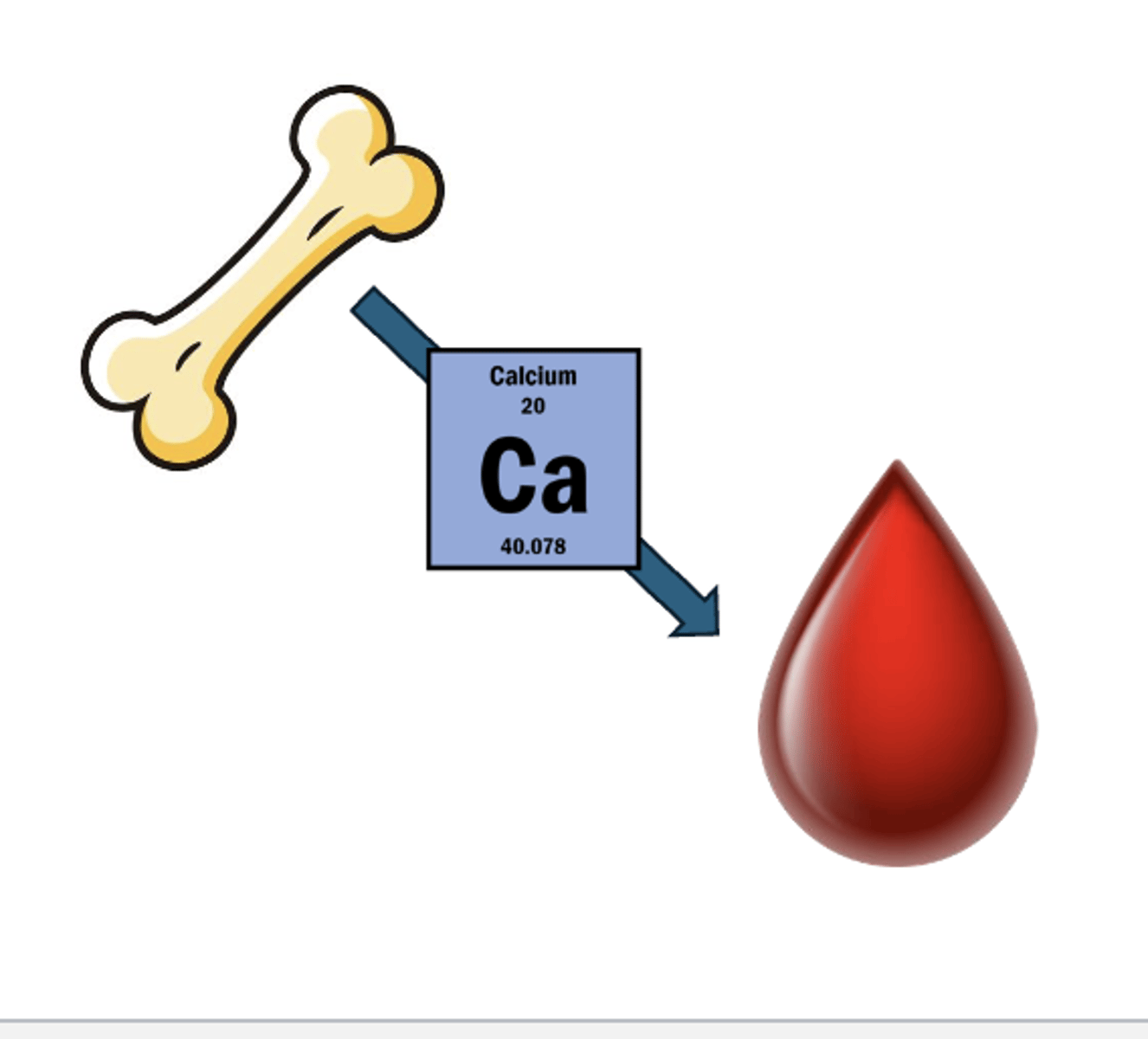 <p>• causes bone breakdown to raise calcium levels in blood</p>