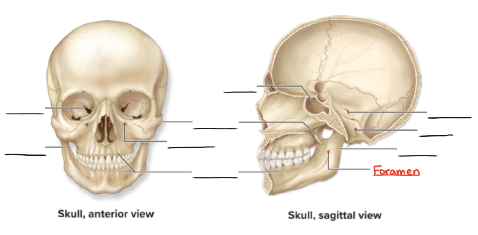 <p><strong>Foramen</strong> (pl., <em>foramina</em>)</p><p>Rounded passageway through a bone</p><p>(Openings and spaces)</p>