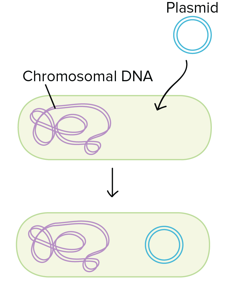 <p>Uptake of naked DNA</p>